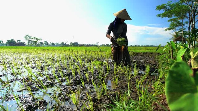 Rural farm worker planting rice seedlings in fertile soil Java South East Asia