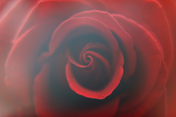 Rose flower in the garden.