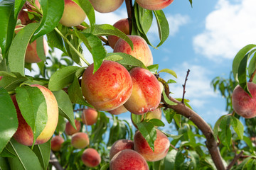 Peach fruits on a tree branch with leaves against a blue sky. Fruit Peach Garden Concept
