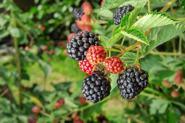 bramble berry bush with black ripe berries closeup. The concept of harvesting berries in the countryside, toning