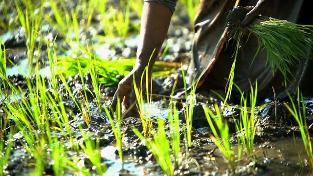 Farm worker planting seedlings in rice fields Java Indonesia 