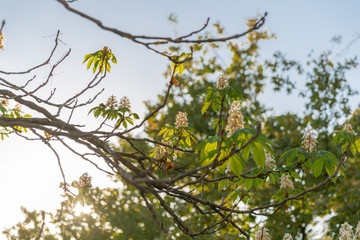 Blossom flowers of a loquat tree with beautiful warm sunset light 