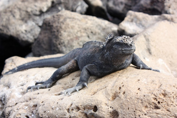 Iguana Marine, isole Galapagos, Ecuador