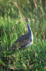 White bellied bustard (eupodotis senegalensis)