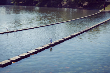 Bird standing on a brick in the middle of a lake