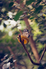 A butterfly on a slice of orange. Butterfly garden at Zoo Budapest, Hungary.