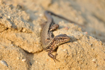 Wall Lizard in sand