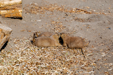Black tailed prairie dogs at Budapest Zoo, Hungary (Cynomys Ludovicianus)