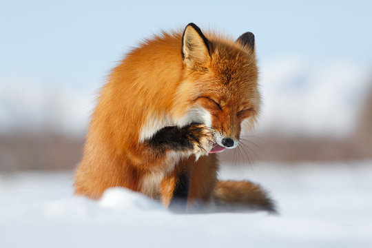 Sly Fox. Red fox (Vulpes) licks tongue paw. The photo was taken during the winter season in the Arctic in the tundra in the wild. Wildlife of Chukotka, Russia.