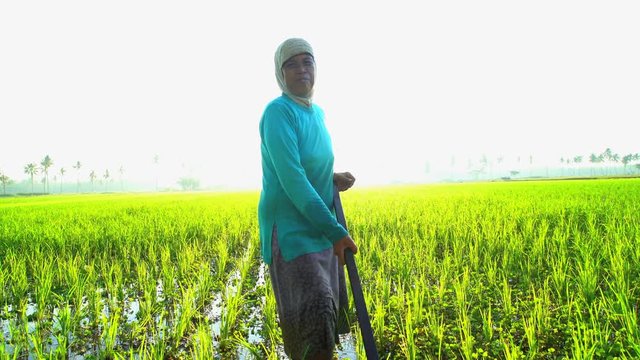 Asian female working in rural rice fields Java Indonesia South East Asia
