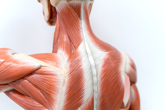 Muscles of neck and back model for physiology education.