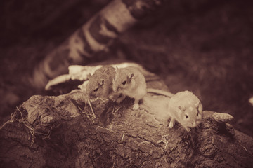 Harvest mice under a heater at Budapest Zoo. Vintage effect photo