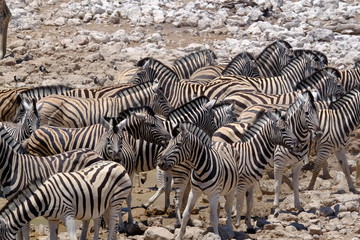 Fototapeta na wymiar Zebra at a waterhole, Etosha National Park, Namibia