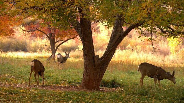 Capitol Reef National Park Mule Deer Autumn Foliage Fruita Utah