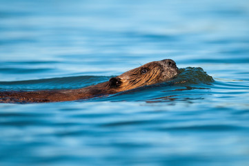 Fototapeta premium Beaver swimming at the surface of the water in a park along the St. Lawrence River