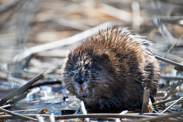 Old beaver resting on the shores of a park along the St. Lawrence River