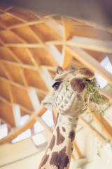 A giraffe eating at the zoo, closeup 