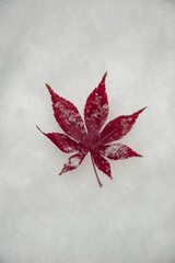 Vibrant isolated perfect red maple leaf in snow. Room for text.