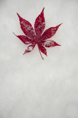 Vibrant isolated perfect red maple leaf in snow. Room for text.
