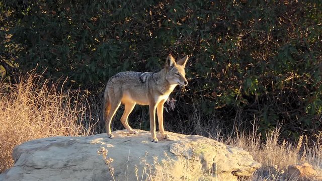 Barking and howling coyote at Santa Susana Pass State Historic Park in Los Angeles, California.