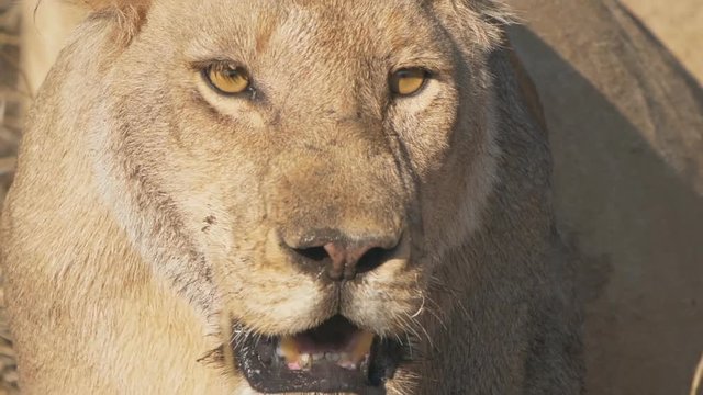 slow motion extreme close up of a menacing looking lioness at serengeti national park in tanzania- originally recorded at 240p