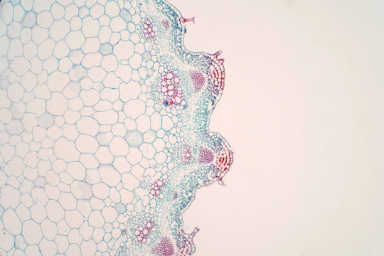Plant vascular tissue under microscope view.