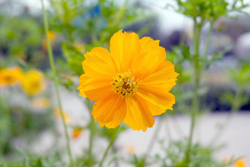 soft focus, yellow flowers in the garden