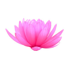 Single pink Lotus on white background