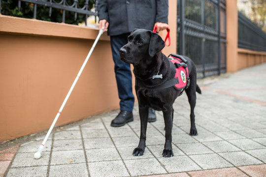 Guide dog helping blind man in the city.