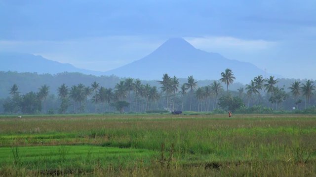 Mt Merapi volcano with people working rice fields Java Indonesia