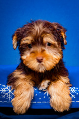 Sad Chocolate Colored Yorkie Puppy Sits Alone in a Blue and White Snowflake Basket for the Winter Holidays