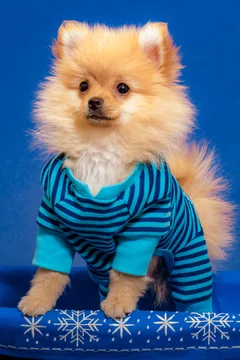 Tan Colored Pomeranian Puppy Stands In Dark Blue And Aquamarine Striped Pajamas In A Blue And White Snowflake Basket For The Winter Holidays Stock Photo Adobe Stock Pomeranian puppies can best be described as the teddy bears of the dog world. tan colored pomeranian puppy stands in