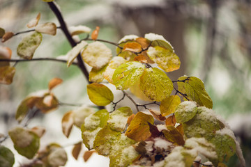 Snow covered vibrant colorful autumn leaves on a bush