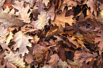 Fallen Autumn Leaves Background