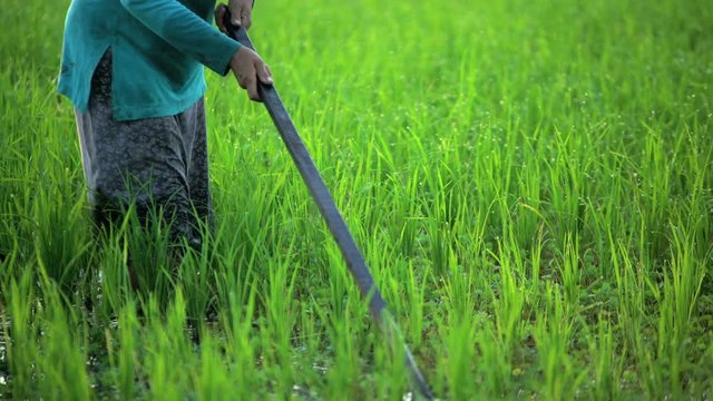 Asian female working in rural rice field Java Indonesia South East Asia