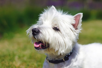 The portrait of a happy West Highland White Terrier dog with a collar posing outdoors in summer