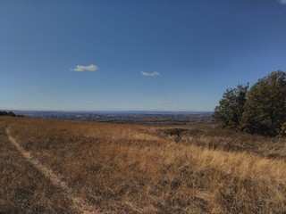 the trees and meadows on the mountain 