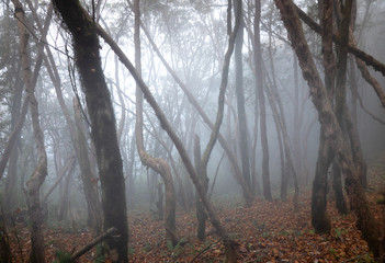 Obraz premium Fog in the forest