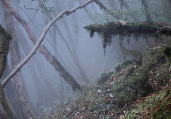 Fog in the forest