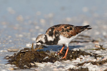 Ruddy Turnstone