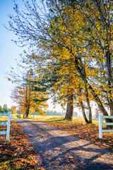 Autumn road with yellowed trees and fallen leaves burning in the sun