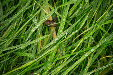 Water drops in the grass from above