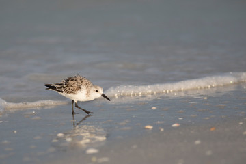 Sanderling