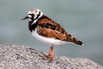 Ruddy Turnstone
