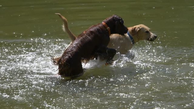 Dogs playing in the water in 4k slow motion 60fps