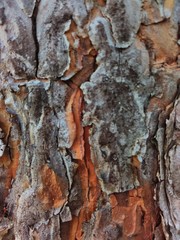 pine bark