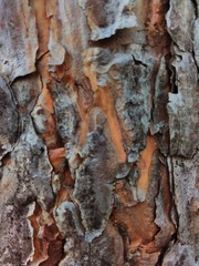 pine bark
