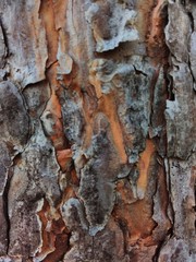 pine bark