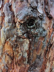 pine bark