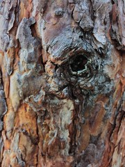 pine bark